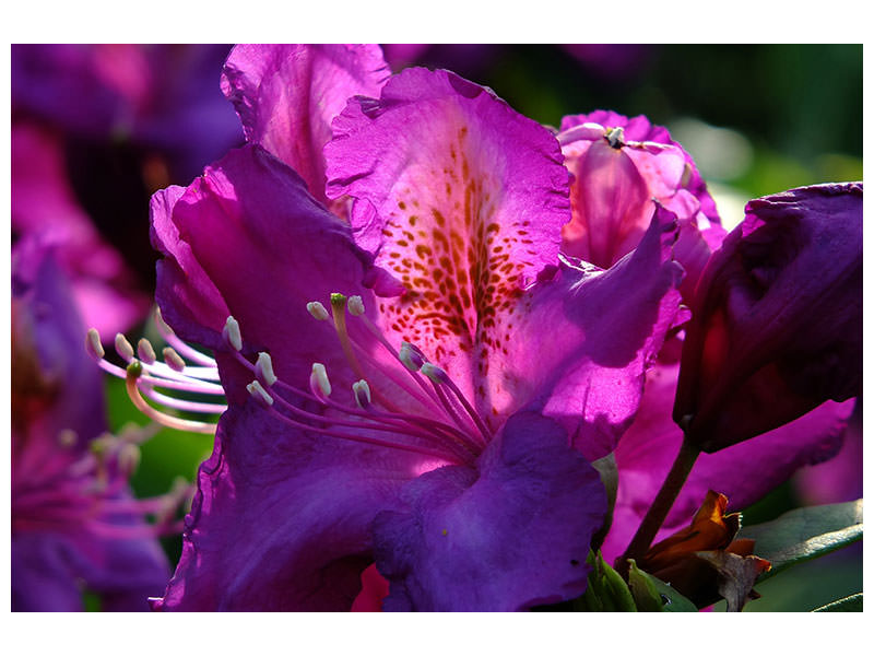 canvas-print-the-rhododendron