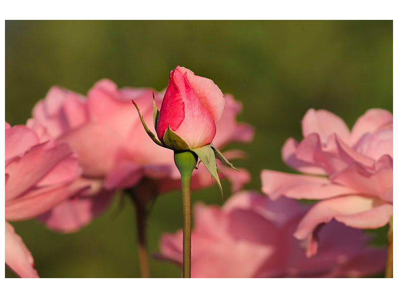 canvas-print-the-rosebud