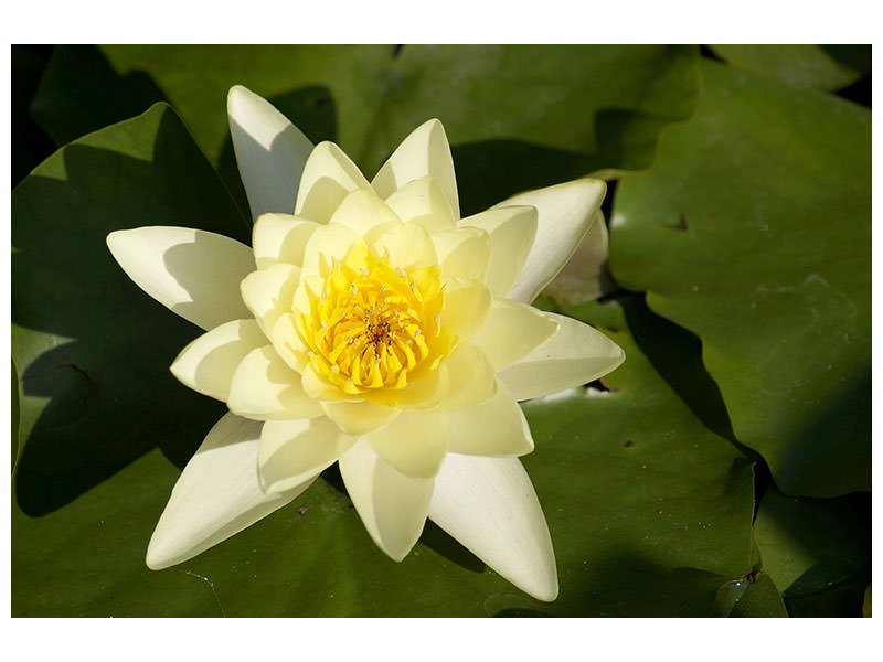canvas-print-the-water-lily-in-yellow