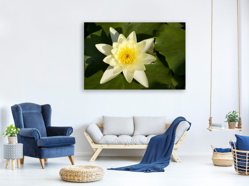 canvas-print-the-water-lily-in-yellow