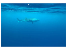 canvas-print-the-whale-shark