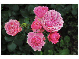 canvas-print-the-wild-roses-in-pink