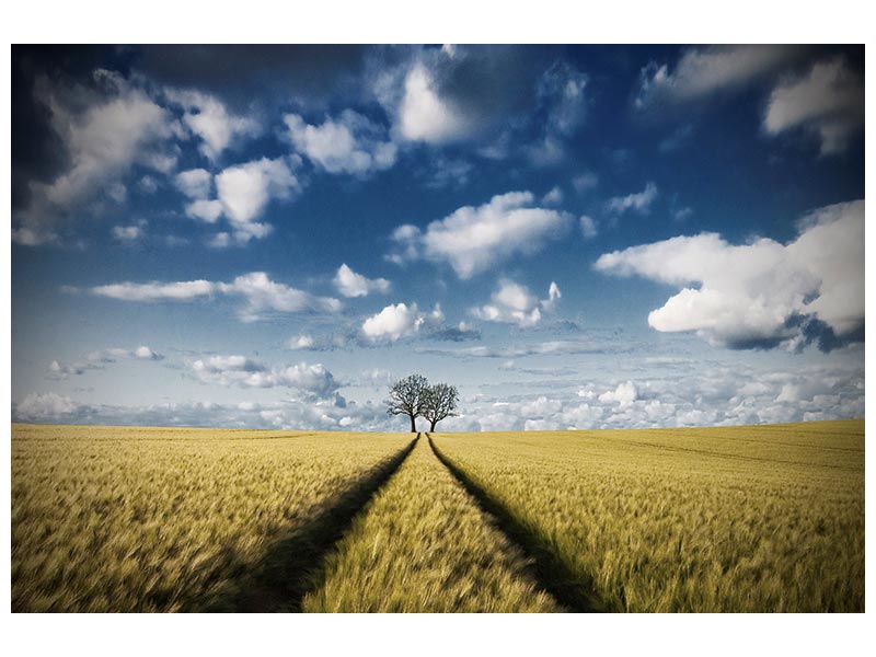 canvas-print-trace-a-trees-2-x