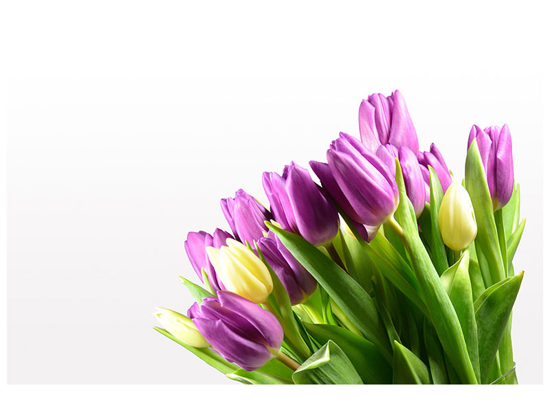 canvas-print-tulips-in-xl