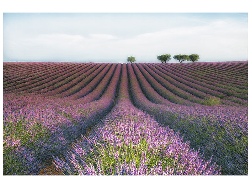 canvas-print-velours-de-lavender