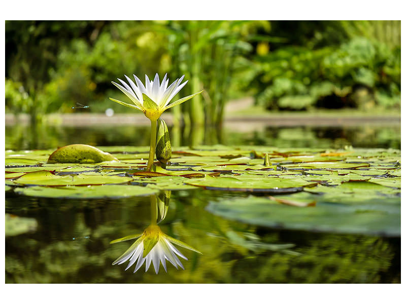 canvas-print-water-lily-in-nature