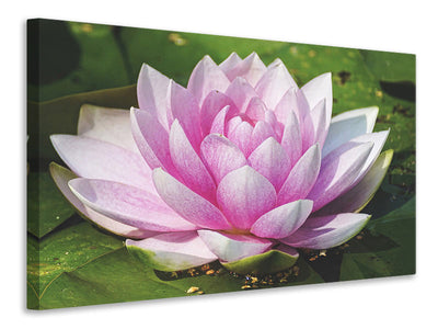 canvas-print-water-lily-in-pink