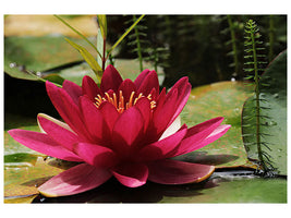 canvas-print-water-lily-in-red