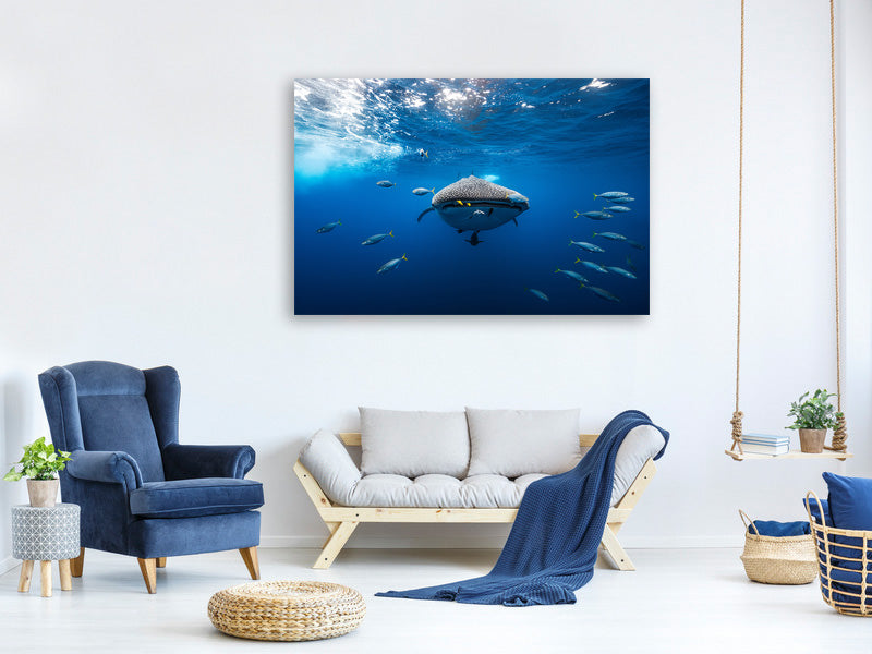 canvas-print-whale-shark-escorted-by-a-school-of-bonito