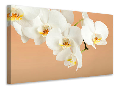 canvas-print-white-orchid-flowers