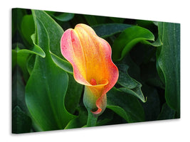 canvas-print-wild-calla