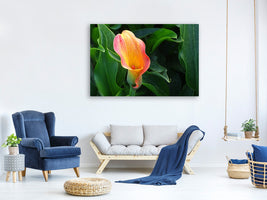 canvas-print-wild-calla