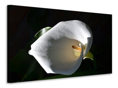 canvas-print-wonderful-calla