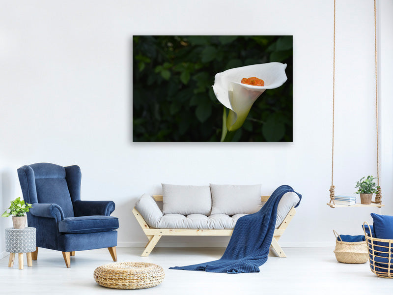 canvas-print-xl-calla-in-white