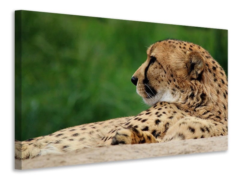 canvas-print-xl-cheetah