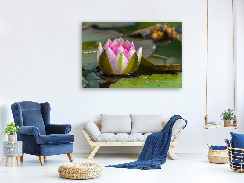 canvas-print-xl-water-lily-in-pink