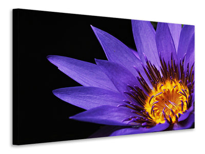 canvas-print-xl-water-lily-in-purple