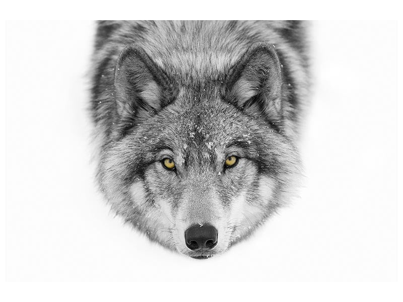 canvas-print-yellow-eyes-timber-wolf-x