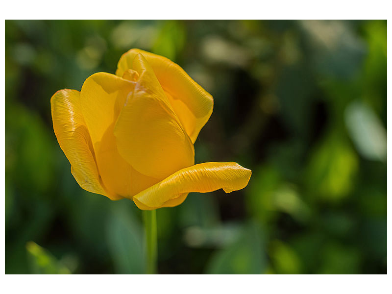 canvas-print-yellow-tulip-xl
