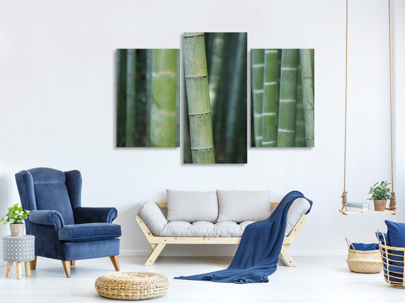 modern-3-piece-canvas-print-bamboo-in-xxl