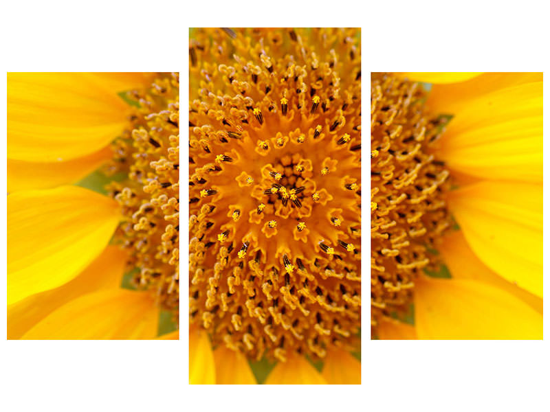 modern-3-piece-canvas-print-beautiful-buds-of-the-sunflower