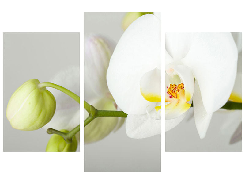 modern-3-piece-canvas-print-giant-orchid