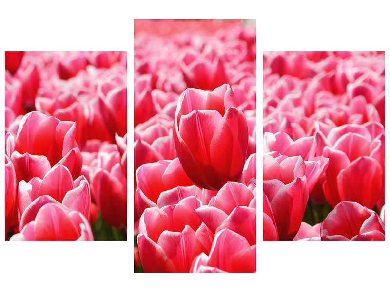 modern-3-piece-canvas-print-happy-tulip-field