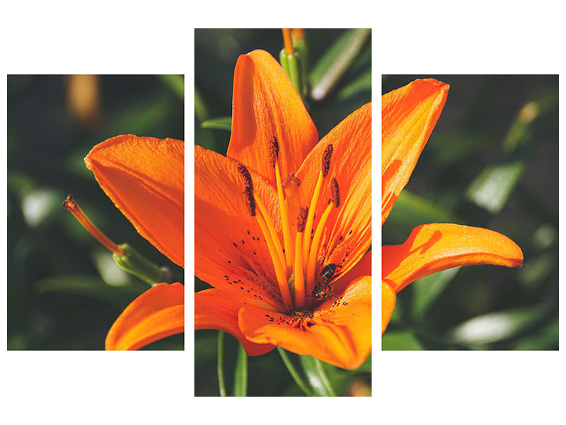 modern-3-piece-canvas-print-lilies-blossom-in-orange-xl