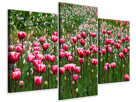 modern-3-piece-canvas-print-wild-tulip-field