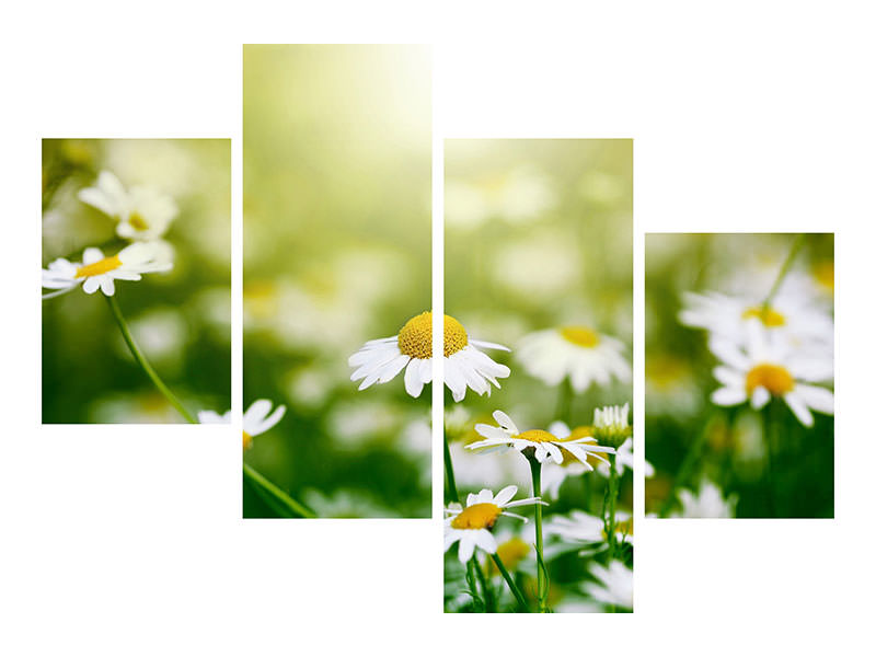 modern-4-piece-canvas-print-the-daisy