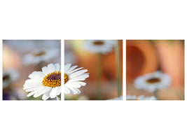 panoramic-3-piece-canvas-print-daisies-xl