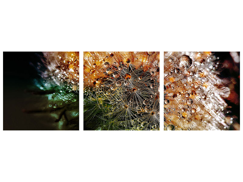panoramic-3-piece-canvas-print-dandelion-in-the-morning-dew