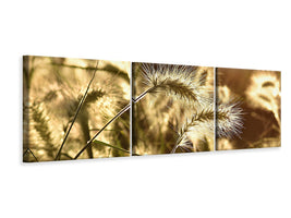 panoramic-3-piece-canvas-print-ornamental-grass-in-the-sunlight