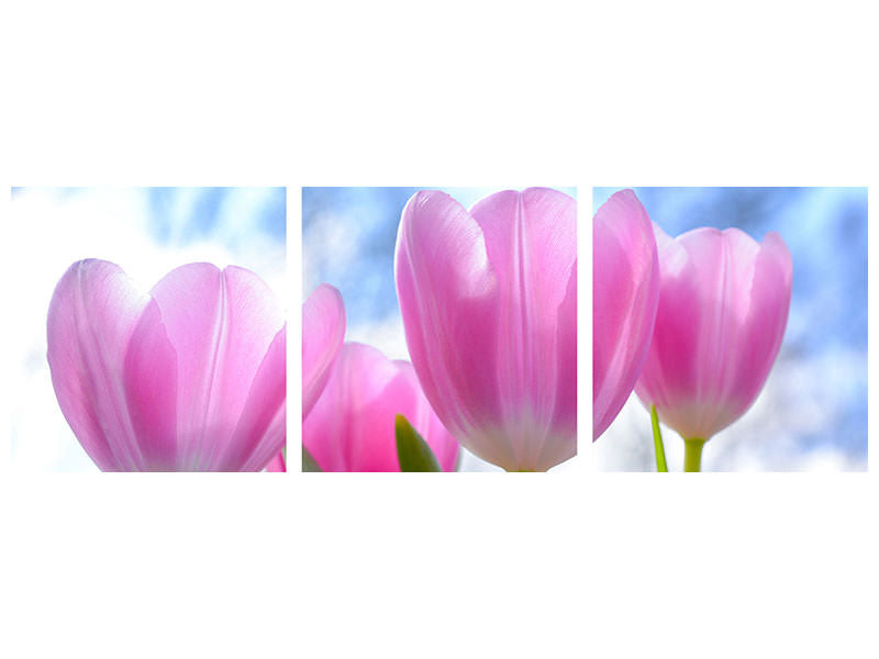 panoramic-3-piece-canvas-print-tulips-in-nature