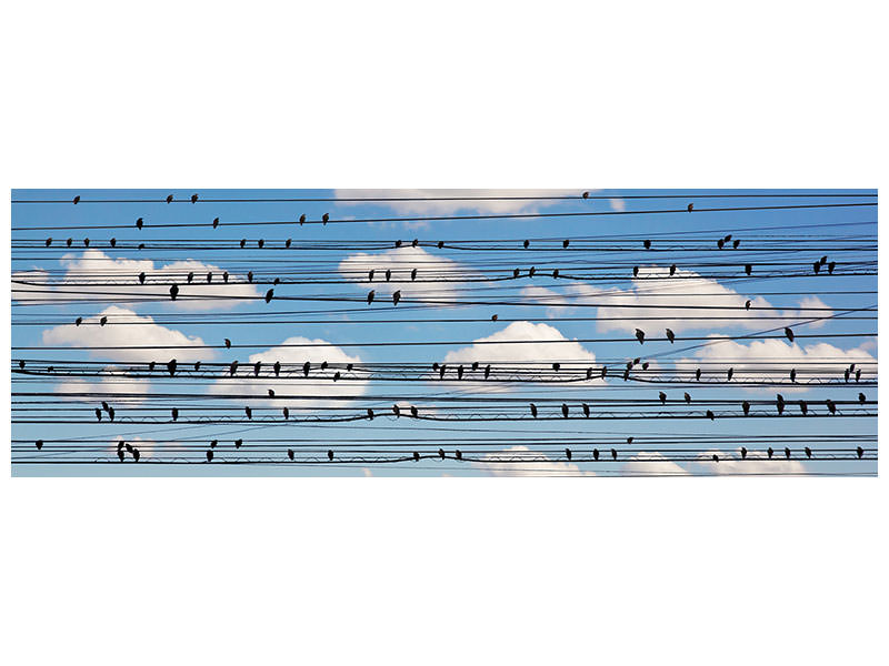 panoramic-canvas-print-cantus-arcticus-concerto-for-birds