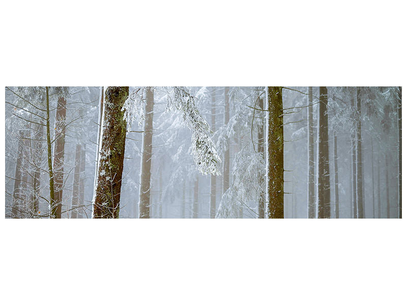 panoramic-canvas-print-forest-in-winter