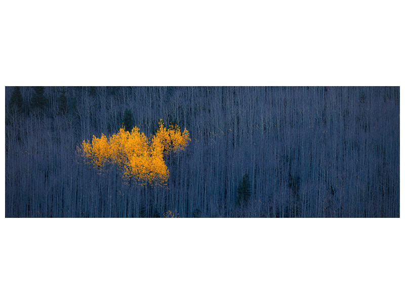 panoramic-canvas-print-heart-of-aspens