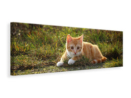 panoramic-canvas-print-kitten-in-nature