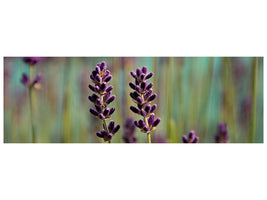 panoramic-canvas-print-lavender-in-xl