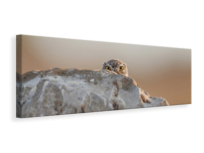 panoramic-canvas-print-little-owl