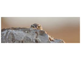 panoramic-canvas-print-little-owl