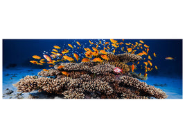 panoramic-canvas-print-marine-life