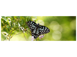 panoramic-canvas-print-papilio-butterfly-xxl
