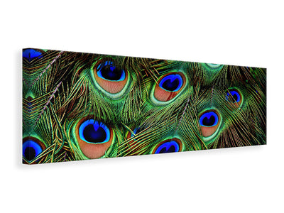 panoramic-canvas-print-peacock-feathers-xxl
