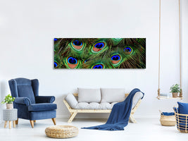 panoramic-canvas-print-peacock-feathers-xxl