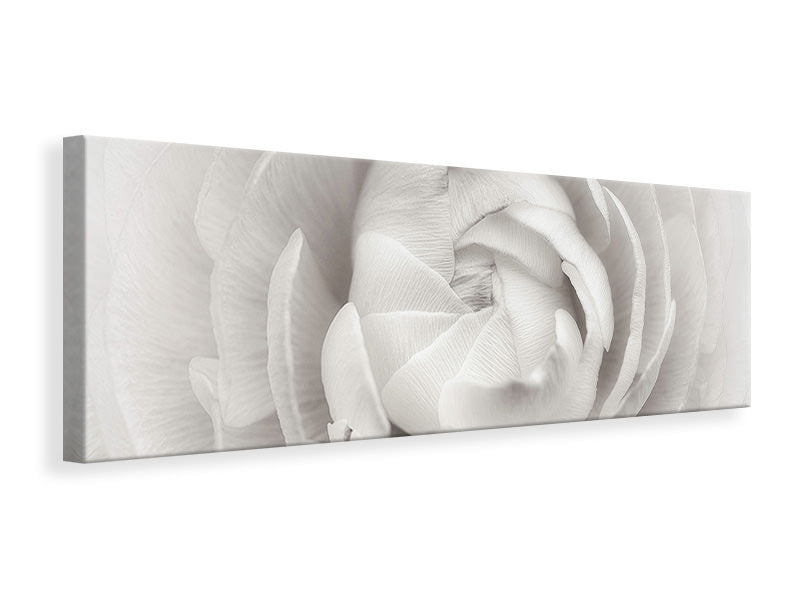 panoramic-canvas-print-ranunculus