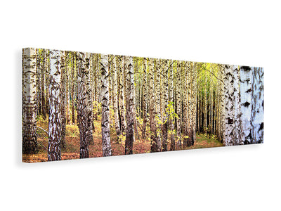 panoramic-canvas-print-the-path-between-birches